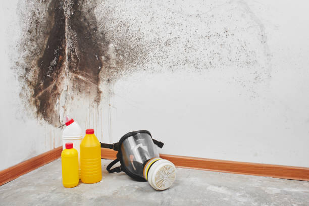Best Local Mold Removal Service  in Knox, PA