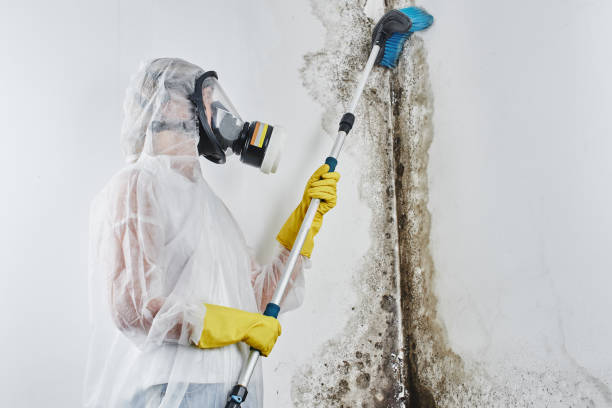Best Best Mold Removal Companies  in Knox, PA