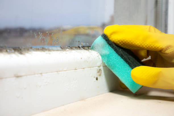 Best Best Mold Removal Companies  in Knox, PA