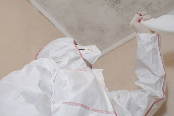 Best Fast Mold Removal  in Knox, PA