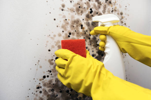 Best Fast Mold Removal  in Knox, PA