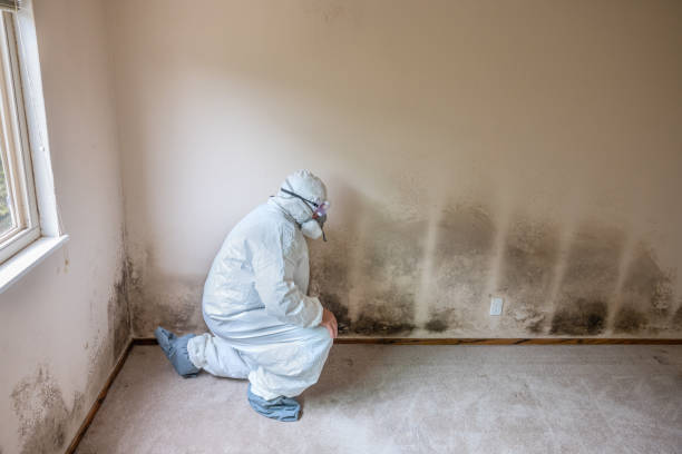 Attic Mold Removal in Knox, PA