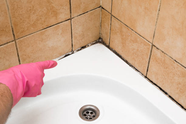 Best Home Mold Removal  in Knox, PA
