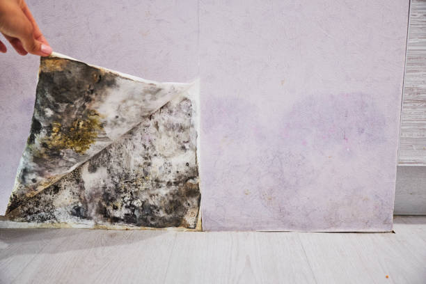 Best Emergency Mold Removal  in Knox, PA